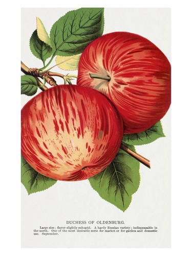 Poster vintage mela rossa - poster,