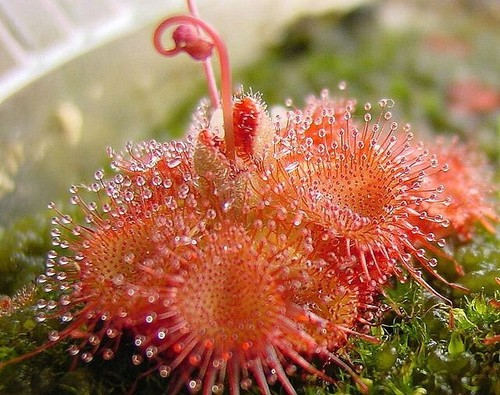Pianta carnivora drosera - pianta,