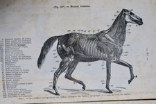 Cavallo Corso Di Ippologia Per