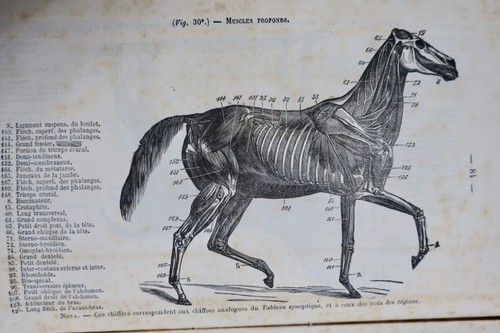 Cavallo corso ippologia - corso, di