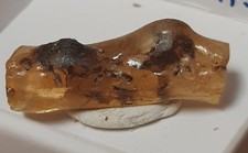 Ambra Fossile Con Inclusione Di Insetti Moscerini Preistorica  Preistoria 