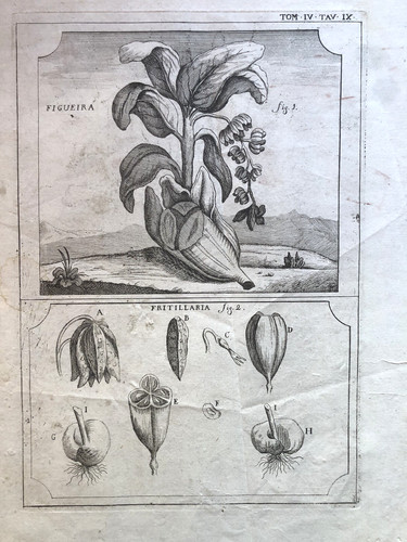 Incisione stampa botanica