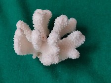 CORALLO marino naturale