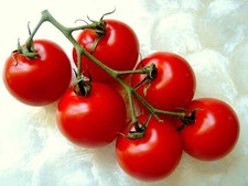 POMODORO CAMPARI, pomodori