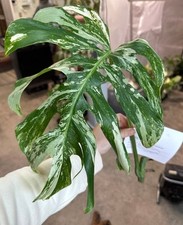 Monstera Albo Medium
