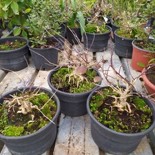 Bonsai cappero - bonsai, di