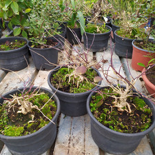 1 Bonsai Di Cappero 30 0 €