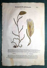 MATTIOLI MATTHIOLI Erbario a