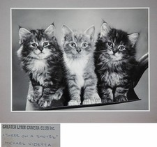 Tre Gattini Carini Grande Arte