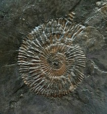 Grande Lastra fossile AMMONITE