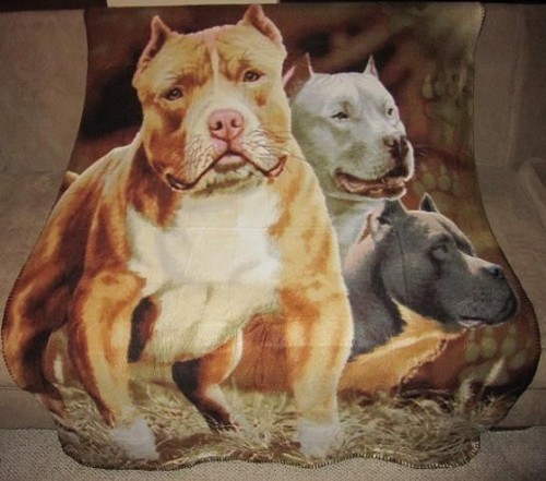 Nuovo pitbull terrier - pitbull,