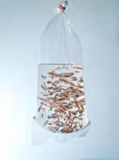 sacchetti PROFESSIONALI per trasporto pesci Fish Bags IN FILM TUBOLARE LDPE