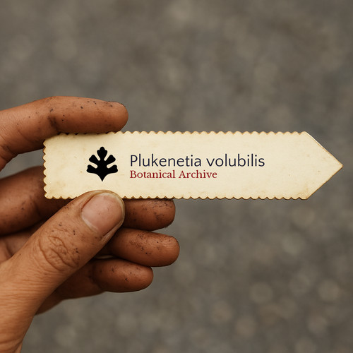 Plukenetia volubilis seeds - plukenetia,