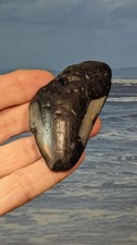 Megalodon Shark Fossil Tooth