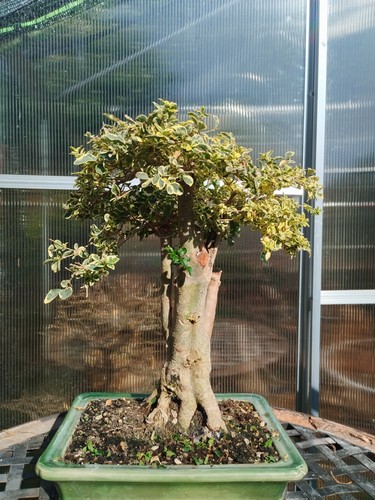 Bonsai lugustrun - bonsai, di
