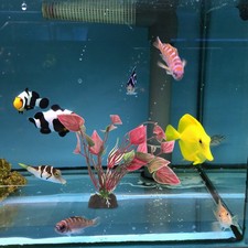  Decorazione Per Acquario