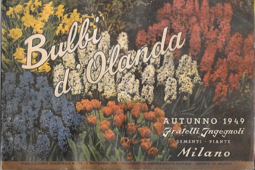Bulbi olanda ingegnoli sementi - bulbi,