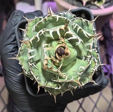 Vaso 8,5 cm raro cactus agave