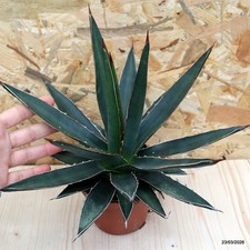 Agave horrida Vaso 10 cm