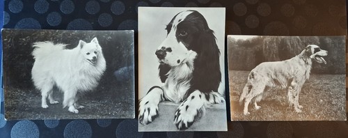 Cartol cani razza - 3, razza-
