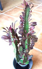 Euphorbia trigona rubra pianta - trigona,