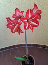 Hippeastrum  Santos  X Self
