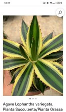 agave variegata