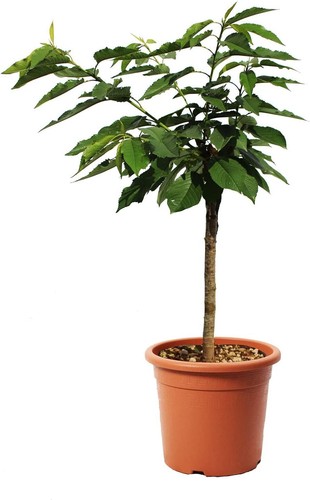 Pianta ciliegio garden bing - pianta,