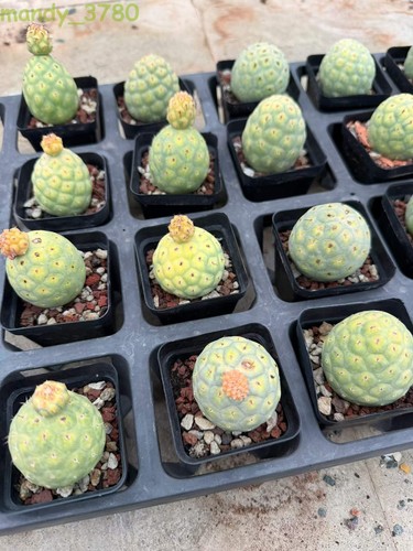Tephrocactus geometricus