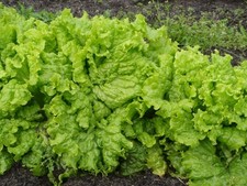 SEMI DI LATTUGA FOGLIA GRANDI RAPIDE * FOGLIA SCIOLTA * CROCCANTE * TENERO * 200 CONTEGGI PKT. *