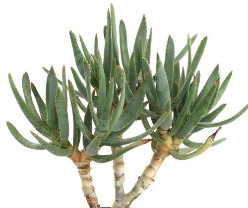 Aloe ramosissima seeds - aloe,