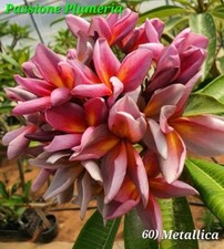 Talea di plumeria (Plumeria
