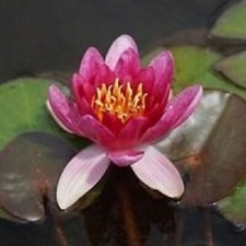 Pianta rizoma nymphea rustica rossa Ninfea  Froebeli  acquatica 