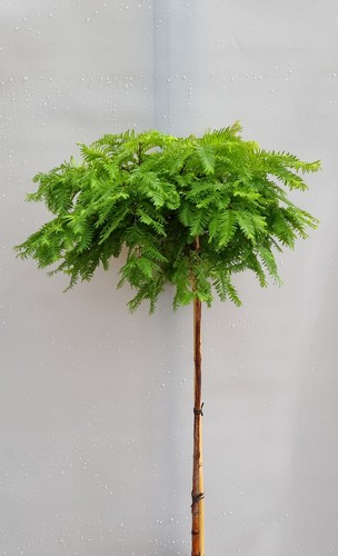 Sequoia primordiale