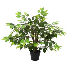Pianta ficus artificiale - ficus,