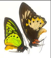 Ornithoptera Priamus poseïdon