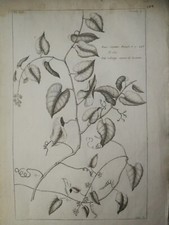 GRANDE ACQUAFORTE DEL '700 BOTANICA FUNIS CREPITANS PIANTA DELLA VITE