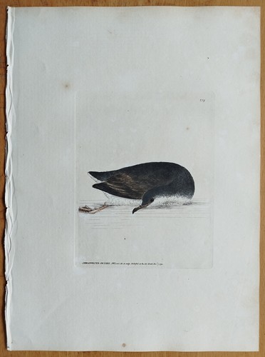 Shearwater petrel foglio - petrel,