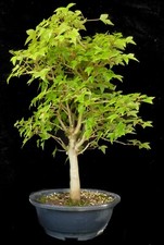 Bonsai - Acero a tre punte -