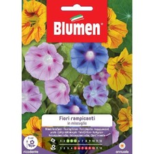 SEMI FIORI RAMPICANTI IN MIX