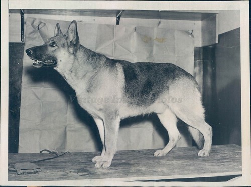 1937 stampa cane pastore - cane,
