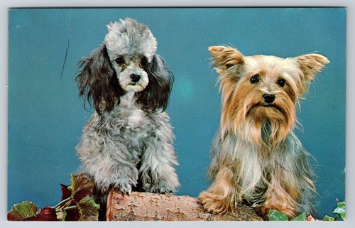 Toy poodle and yorkshire - toy,