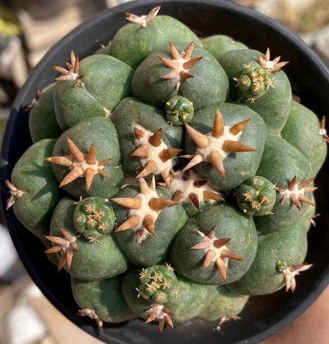 1pcs coryphantha elephantidens - 1pcs,