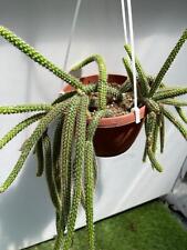 Aporocactus Flagelliformis