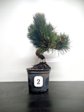 Bonsai pino nero - Pinus