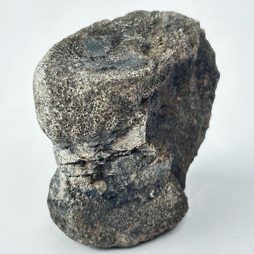 Tenontosaurus vertebra - tenontosaurus,