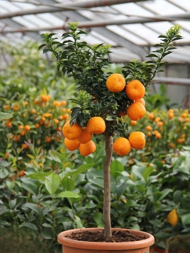 Chinotto citrus myrtifolia - "citrus, myrtifolia"
