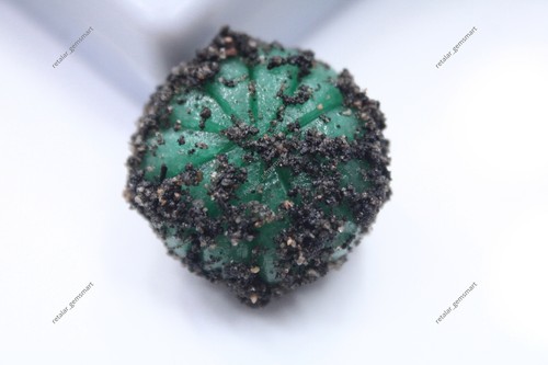 Melone verde smeraldo - , naturale