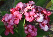 Sang Warn Ruby - Talea - Ramificata