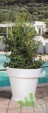 Vaso per fiori piante resina - piante,